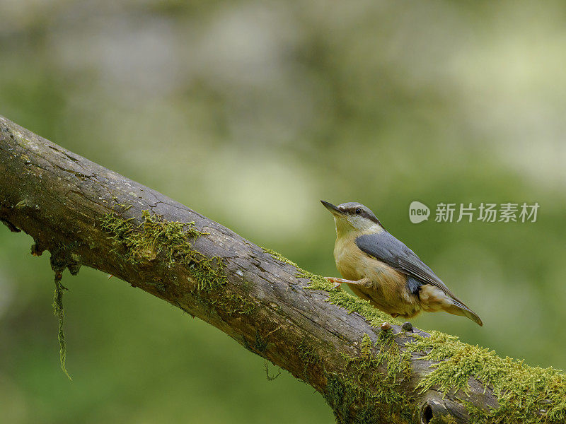 Nuthatch (Sitta europaea)